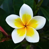 Gelb Weiß Frangipani Blumensamen zur Aussaat hochwertige Qualitäts- Traditionssorte & ohne Gentechnik Samen Hausgarten