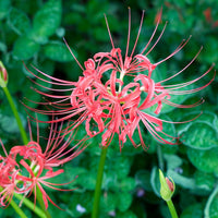 Lycoris Radiata Blumensamen zur Aussaat Halbschatten verträglich Traditionssorte & ohne Gentechnik Samen Hausgarten