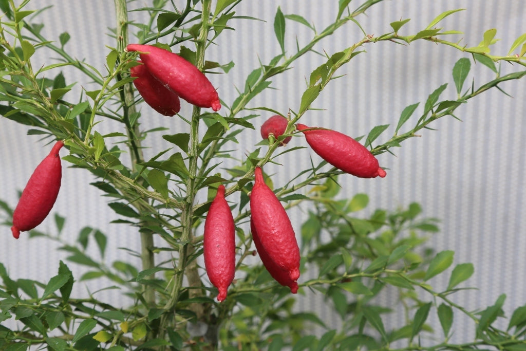 Finger limetten frucht samen für einfaches Anpflanzen