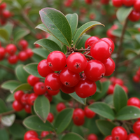 Rote Wintergrün Samen – Traditionelle Sorte, natürlich gezüchtet, für den Garten