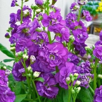 Violett Levkoje Incana Blumensamen zur Aussaat – Halbschatten verträglich – Traditionssorte & ohne Gentechnik Samen Hausgarten