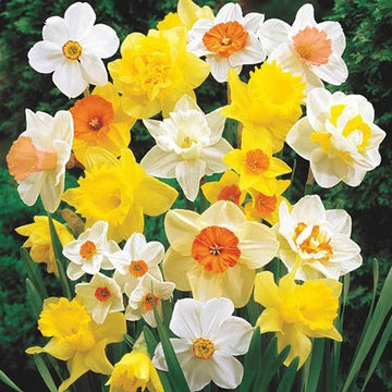 Gemischt gefüllt Petals Narzisse Narzisse Blumensamen zur Aussaat Anzucht Traditionssorte & ohne Gentechnik Samen Hausgarten