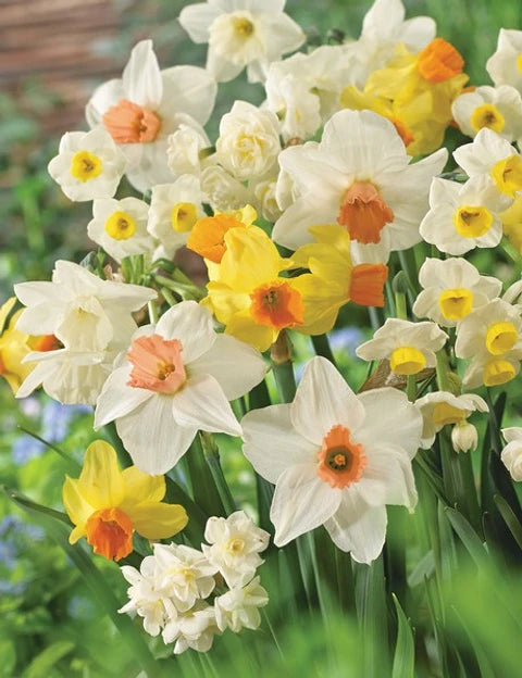 Narzisse Narzisse Blumensamen zur Aussaat – Drought verträglich Traditionssorte & ohne Gentechnik Samen Hausgarten