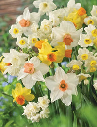 Narzisse Narzisse Blumensamen zur Aussaat – Drought verträglich Traditionssorte & ohne Gentechnik Samen Hausgarten