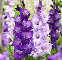 Weiß SkyBlue Gladiole Blumensamen zur Aussaat Halbschatten verträglich Traditionssorte & ohne Gentechnik Samen Hausgarten