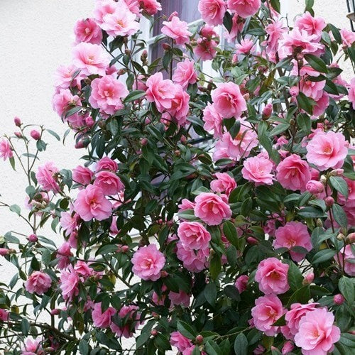 Rosa Amellia Blume Samen zur Aussaat – leuchtend Rosa Blüten für Ihren Garten