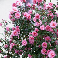 Rosa Amellia Blume Samen zur Aussaat – leuchtend Rosa Blüten für Ihren Garten