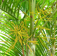 Grün Chrysalidocarpus Lutescens Blumensamen zur Aussaat – Landhaus Garten wichtig – Traditionssorte & ohne Gentechnik Samen Hausgarten