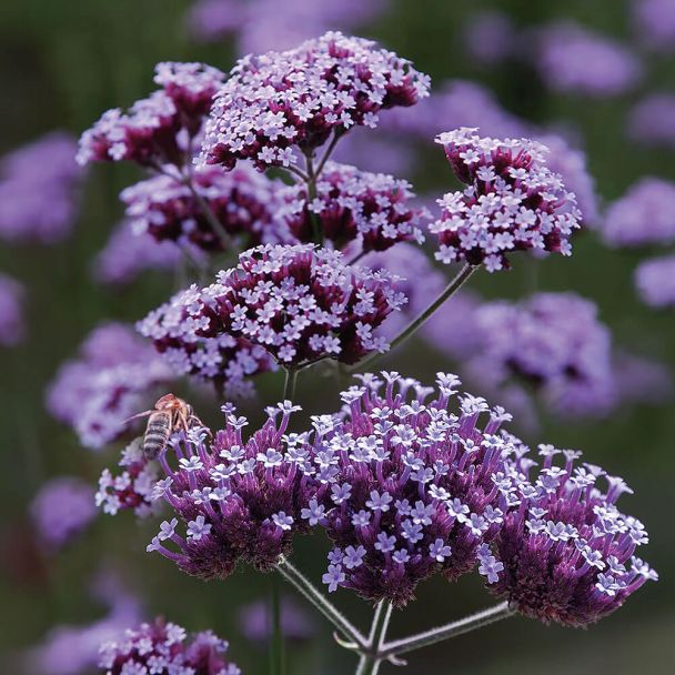 mehrfarbige Eisenkraut Blumensamen zur Aussaat – robust Sorte – Traditionssorte & ohne Gentechnik Samen Hausgarten