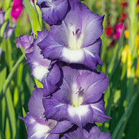 Gladiole Blumensamen zur Aussaat Drought verträglich Traditionssorte & ohne Gentechnik Samen Hausgarten