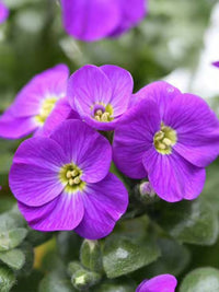 Blaukissen Blumensamen zur Aussaat – lang Blüte Saison – Traditionssorte & ohne Gentechnik Samen Hausgarten