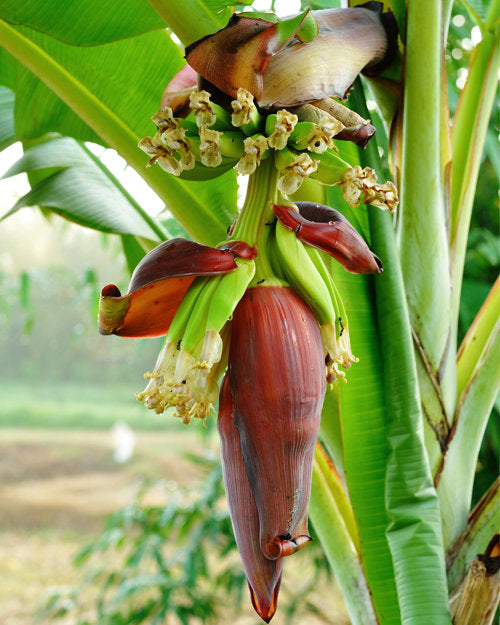 Semi di banana facili da piantare