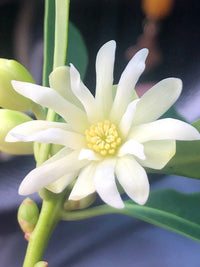 Illicium Verum Blumensamen zur Aussaat kompakt Wuchs Traditionssorte & ohne Gentechnik Samen Hausgarten