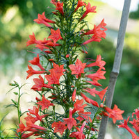 Standing Cypress Blumensamen zur Aussaat Landhaus Garten wichtig Traditionssorte & ohne Gentechnik Samen Hausgarten