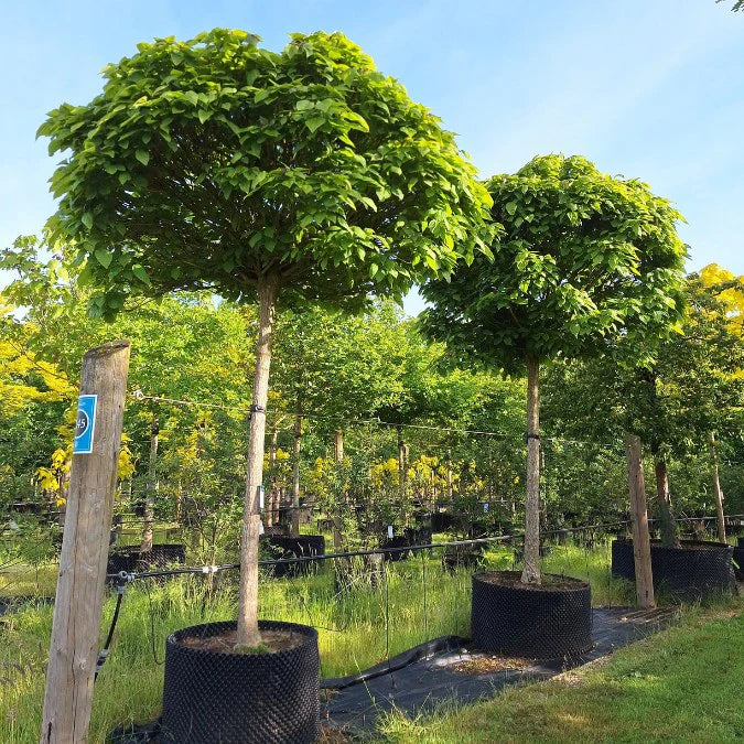 Green Catalpa Großnonioides Samen zum Pflanzen