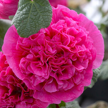 Holly hock blume samen for anpflanzung garten favorite heirloom & gmo free samen for home garten 
 
 sale for anpflanzung in home garten