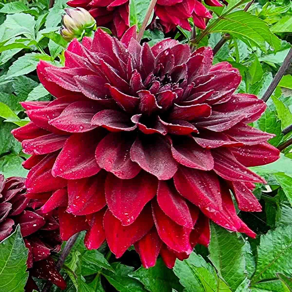 Rot Dahlie Blumensamen zur Aussaat farbenfroh Schau Traditionssorte & ohne Gentechnik Samen Hausgarten