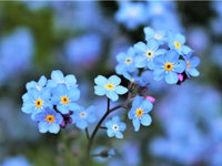 Forget Me Not Blumensamen zur Aussaat robust Sorte Traditionssorte & ohne Gentechnik Samen Hausgarten