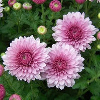 Lila Chrysantheme Carinatum Blumensamen zur Aussaat – pflegeleicht – Traditionssorte & ohne Gentechnik Samen Hausgarten