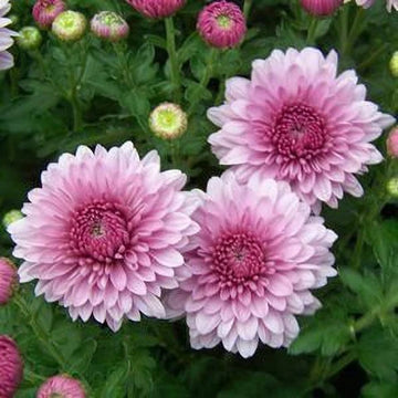 Lila Chrysantheme Carinatum Blumensamen zur Aussaat – pflegeleicht – Traditionssorte & ohne Gentechnik Samen Hausgarten