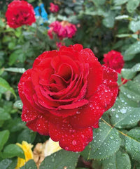 Kastanienrot Rot selten Rose Blumensamen zur Aussaat – hochwertige Qualitäts- Traditionssorte & ohne Gentechnik Samen Hausgarten