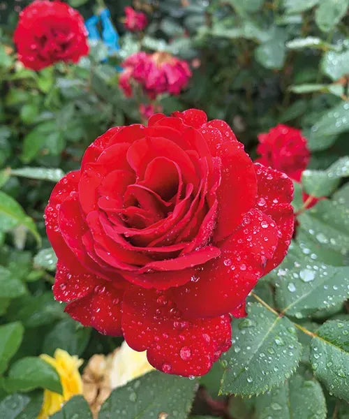 Kastanienrot Rot selten Rose Blumensamen zur Aussaat – hochwertige Qualitäts- Traditionssorte & ohne Gentechnik Samen Hausgarten