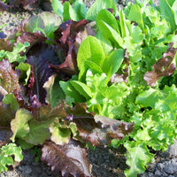 Mixed Gourmet Gemüse Planting Samen
