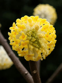 Traditionssorte Gelb Edgeworthia Blumensamen zur Aussaat robust Sorte Traditionssorte & ohne Gentechnik Samen Hausgarten