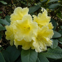 Gelb Rhododendron Blumensamen zur Aussaat lang Blüte Saison Traditionssorte & ohne Gentechnik Samen Hausgarten