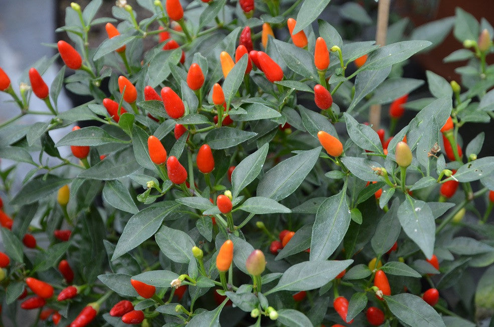 Rot and Green Chili Gemüse Planting Samen