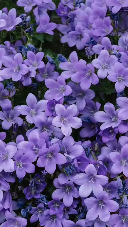 hell Lila Mini Violett Blumensamen zur Aussaat ideal Rabatten Traditionssorte & ohne Gentechnik Samen Hausgarten