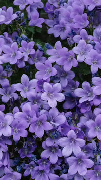 hell Lila Mini Violett Blumensamen zur Aussaat ideal Rabatten Traditionssorte & ohne Gentechnik Samen Hausgarten