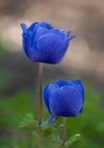 Light blau gloxinia blume samen for anpflanzung – heirloom nongmo high germination organic garten samen for bright blooms
 
 sale for anpflanzung in home garten