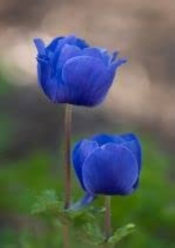 Blau Gelb Tulpe Blumensamen zur Aussaat farbenfroh Schau Traditionssorte & ohne Gentechnik Samen Hausgarten