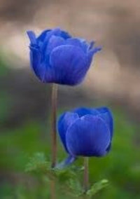 Blau Gelb Tulpe Blumensamen zur Aussaat farbenfroh Schau Traditionssorte & ohne Gentechnik Samen Hausgarten