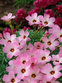 Weiß Rosa Sauerklee Laciniata Blumensamen zur Aussaat lang Blüte Saison Traditionssorte & ohne Gentechnik Samen Hausgarten