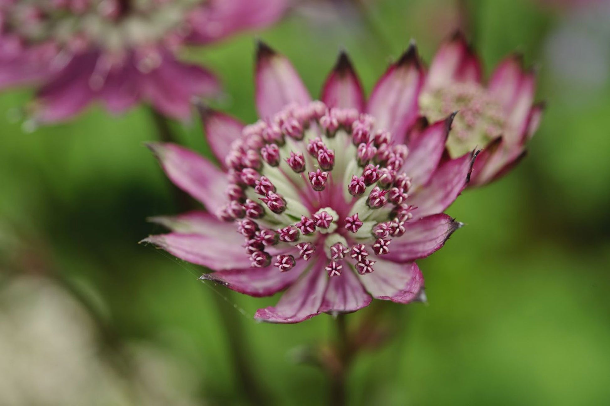 Kastanienrot Astrantia Blumensamen zur Aussaat – hochwertige Traditionssorte – ohne Gentechnik – Keimung biologisch Garten Samen