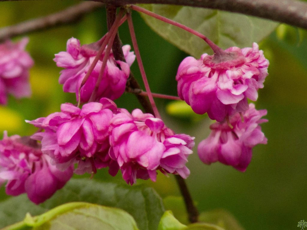 Rosa Canadensis Blumensamen zur Aussaat pflegeleicht Traditionssorte & ohne Gentechnik Samen Hausgarten