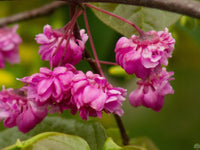 Rosa Canadensis Blumensamen zur Aussaat pflegeleicht Traditionssorte & ohne Gentechnik Samen Hausgarten