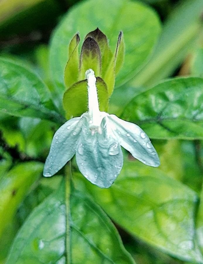 Ecbolium Viride Blumensamen zur Aussaat