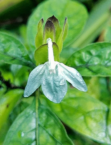 Ecbolium Viride Blumensamen zur Aussaat
