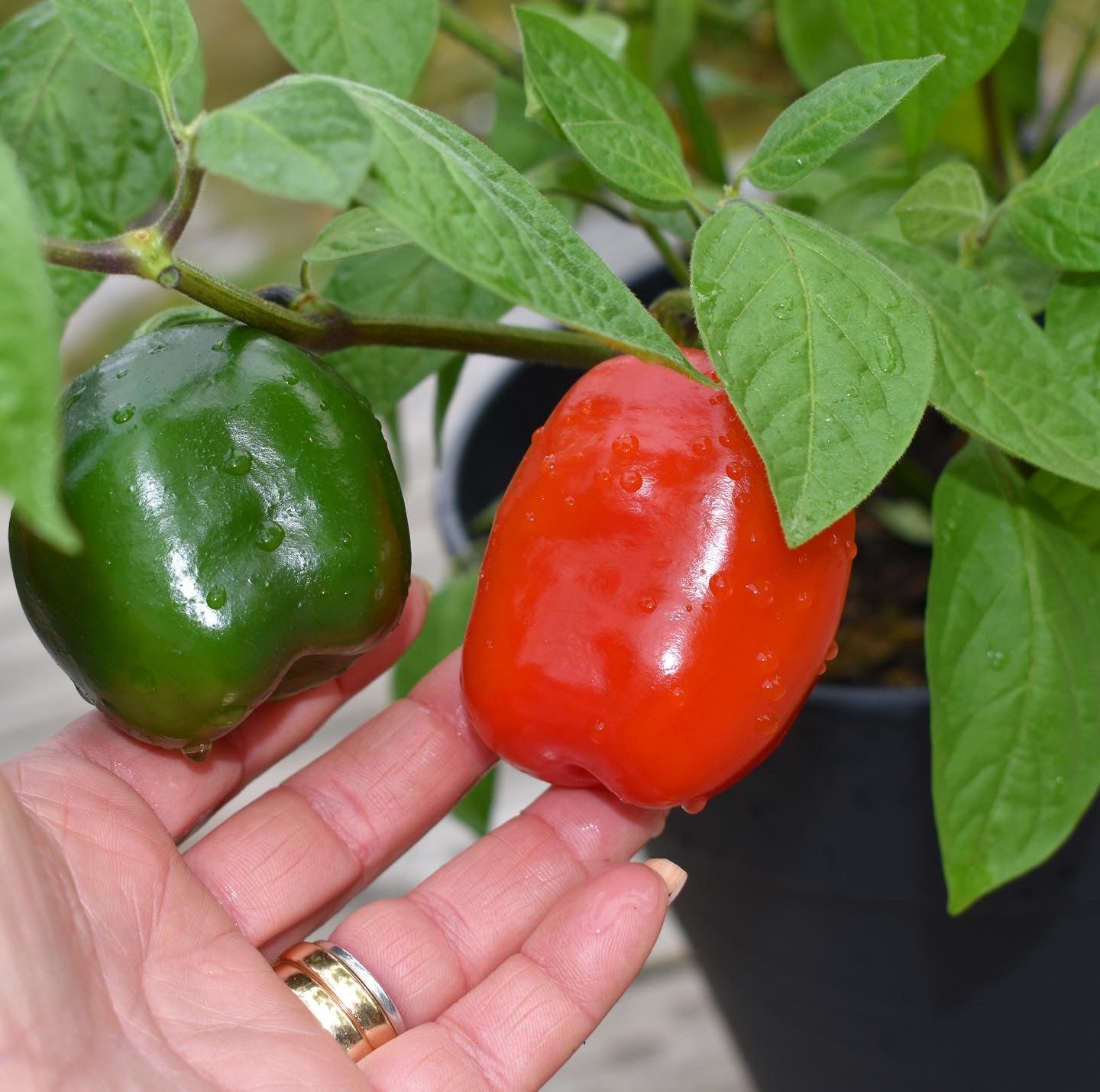 Rot Giant Rocoto Pepper Samen zum Pflanzen