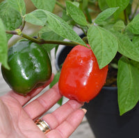 Rot Giant Rocoto Pepper Samen zum Pflanzen