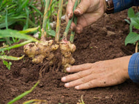 Ginger samen: essential aussaat guide