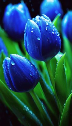 Himmelblau Tulpe Blumensamen zur Aussaat