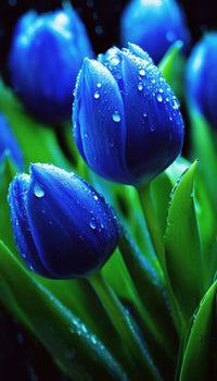 Himmelblau Tulpe Blumensamen zur Aussaat