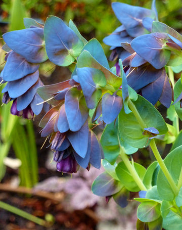 Blau Gibraltar Blumensamen zur Aussaat – Schnitt Blume beliebt – Traditionssorte & ohne Gentechnik Samen Hausgarten