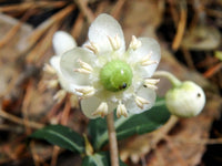 Wintergreen Blumensamen zur Aussaat ideal Rabatten Traditionssorte & ohne Gentechnik Samen Hausgarten