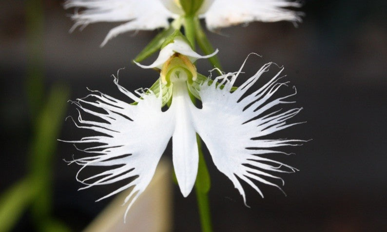 Heron Orchidee Blumensamen zur Aussaat leuchtend Blüten Traditionssorte & ohne Gentechnik Samen Hausgarten