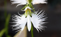 Heron Orchidee Blumensamen zur Aussaat leuchtend Blüten Traditionssorte & ohne Gentechnik Samen Hausgarten